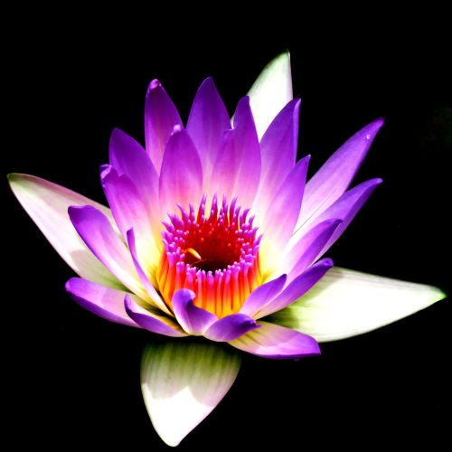 pexels-dts-videos-515631