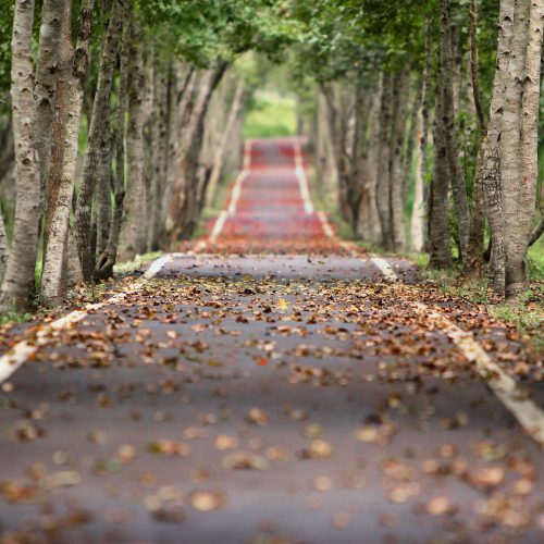 pexels-pixabay-38537